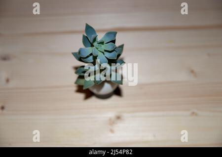 Geisterpflanze, die aus Eierschale auf einem Holzplanken-Hintergrund wächst Stockfoto