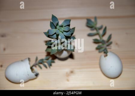 Geisterpflanzen wachsen aus Eierschalen auf einem Holzplanken Hintergrund Stockfoto