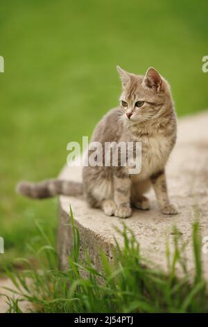 Schildkrötenkater sitzt auf einer Stufe zwischen grünem Gras in einem Frühlingsgarten Stockfoto