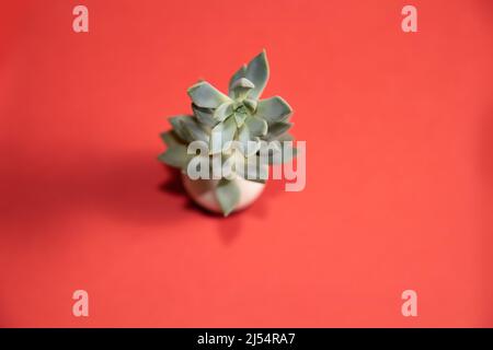 Geisterpflanze, die aus Eierschale auf einem herb-orangenen Hintergrund wächst Stockfoto