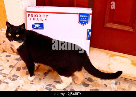USPS United States Postal Service Priority Mail Mailing Box wird zu Hause an die Eingangstür geliefert, in schwarz-weißer Katzenfarbe Stockfoto