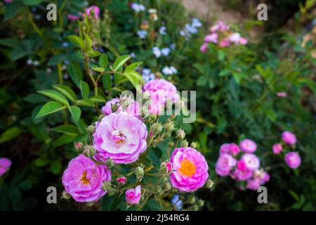 Als Nahaufnahme von rosa Gartenrosen sind Gartenrosen überwiegend Hybridrosen, die als Zierpflanzen in privaten oder öffentlichen Gärten angebaut werden. Stockfoto