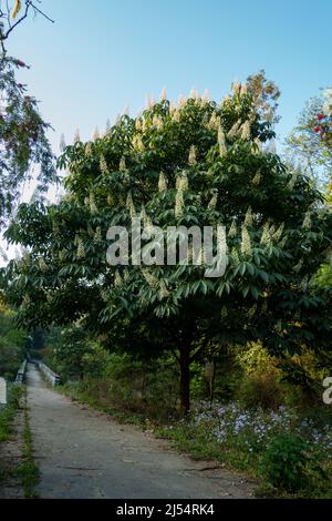 Ein Schuss Rosskastanienbaum in voller Blüte mit Blumen, Aesculus-Arten genannt buckeye Stockfoto