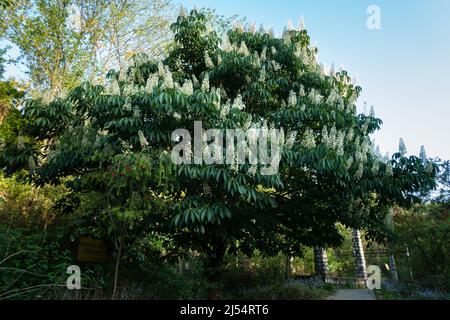 Ein Schuss Rosskastanienbaum in voller Blüte mit Blumen, Aesculus-Arten genannt buckeye Stockfoto