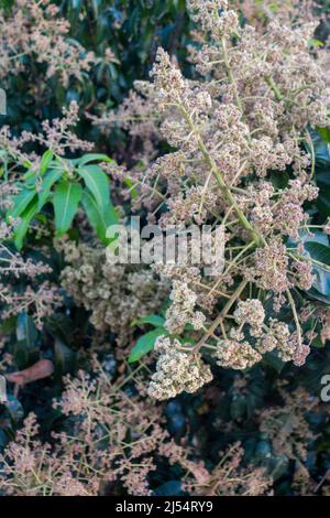 Eine Nahaufnahme von Mangobaumsprossen und Blumen. Mangifera indica ist allgemein als Mango bekannt. Ein Schuss von fruchttragenden Baum mit kleinen Mangos und Stockfoto