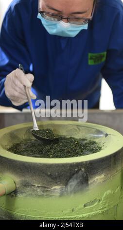 (220420) -- SHAOXING, 20. April 2022 (Xinhua) -- Ein Arbeiter macht Matcha in Shaoxing, der ostchinesischen Provinz Zhejiang, 20. April 2022. Die Erntezeit des Frühlings hat an einer Matcha-Produktionsbasis in Fusheng Township of Shaoxing begonnen. Seit 1993 kooperiert die Gemeinde mit japanischen Unternehmen bei der Einführung von Dampftee- und Matcha-Produktionslinien. Derzeit besitzt das Teeunternehmen in Fusheng Township fast 10.000 mu (ca. 667 Hektar) standardisierter Teegärten mit einer jährlichen Matcha-Produktion von ca. 800 Tonnen, was mehr als 500 lokalen Landwirten geholfen hat, das Einkommen zu steigern. (Xinhua/Weng Xinyan Stockfoto