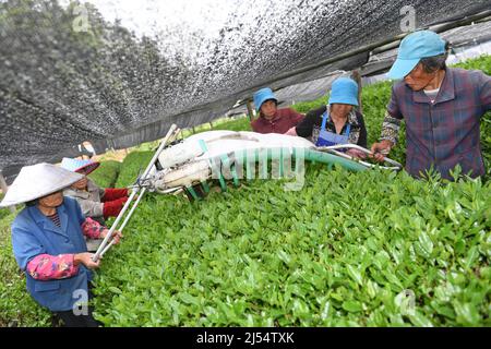 (220420) -- SHAOXING, 20. April 2022 (Xinhua) -- Bauern ernten Teeblätter in einem Teegarten in Shaoxing, der ostchinesischen Provinz Zhejiang, 20. April 2022. Die Erntezeit des Frühlings hat an einer Matcha-Produktionsbasis in Fusheng Township of Shaoxing begonnen. Seit 1993 kooperiert die Gemeinde mit japanischen Unternehmen bei der Einführung von Dampftee- und Matcha-Produktionslinien. Derzeit besitzt das Teeunternehmen in Fusheng Township fast 10.000 mu (ca. 667 Hektar) standardisierter Teegärten mit einer jährlichen Matcha-Produktion von ca. 800 Tonnen, was mehr als 500 lokalen Landwirten geholfen hat, das Einkommen zu steigern Stockfoto