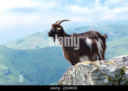 Pyrenäen-Ziege mit Blick auf die Hügel und Täler der baskischen Berge bei diesiger Sommersonne Stockfoto