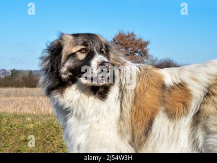 Schöner Pyrenäenhund in der Stadt, dies ist eine Schäferhundrasse. Stockfoto