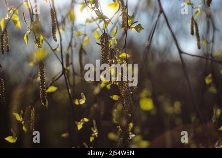 Äste von Birkenkätzchen im Sonnenlicht, Vintage-Fackeln und Bokeh Stockfoto