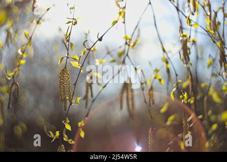 Äste von Birken (Betula pendula) Kätzchen im Sonnenlicht, Vintage-Linsen-Fackeln und Bokeh Stockfoto