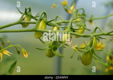 Blühende Tomate mit grünen jungen Tomaten und gelben Blüten, Nahaufnahme. Vertikale Komposition mit blühender Tomatenpflanze zur Veröffentlichung, Poster Stockfoto