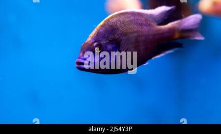 Süßwasseraquariumfische Stockfoto