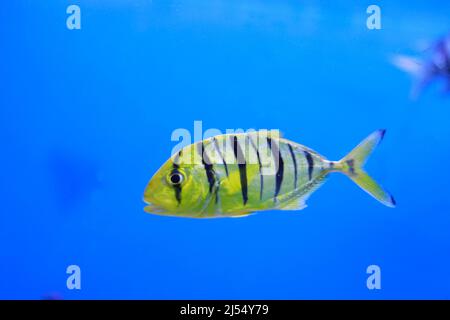 Aquarium Fisch Golden Jack Golden Trevally Stockfoto