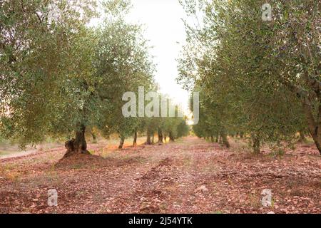 Reihen von Olivenbäumen in einem Olivenhain Stockfoto