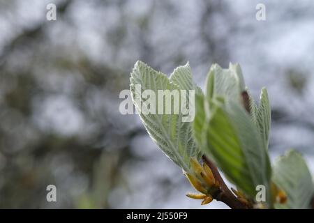 Junge Blätter auf dem Baum Brunch im Frühjahr und beginnen, aus den Knospen in schönen, Abendlicht wachsen. Nahaufnahme und selektiver Fokus der neuen hellgrünen Blätter wachsen aus den kleinen frischen Knospen beim Jungbaum-Brunch im Garten in der Frühjahrssaison Stockfoto