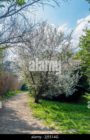 AMANDIER EN FLEURS, MARSEILLE BDR 13 Stockfoto