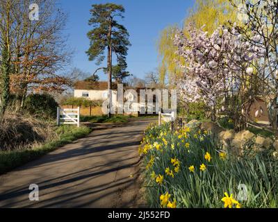 Jetzt ist hier eine durch und durch idyllische englische Szene - ein Cotswolds-Häuschen und eine Landstraße, die von Frühlings-Daffodils und Magnolia entflammt ist. Nach Schneeglöckchen Stockfoto