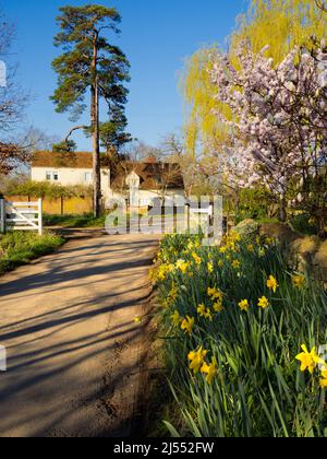 Jetzt ist hier eine durch und durch idyllische englische Szene - ein Cotswolds-Häuschen und eine Landstraße, die von Frühlings-Daffodils und Magnolia entflammt ist. Nach Schneeglöckchen Stockfoto