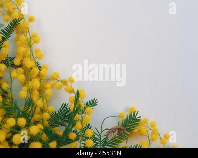 mimosa alias Silver Wattle wissenschaftlichen Namen Acacia dealbata gelbe Blume Stockfoto