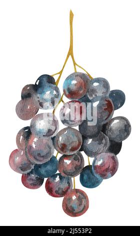 Aquarell-Trauben aus dunklen Trauben. Weinrebe mit reifen, saftigen Trauben. Stockfoto