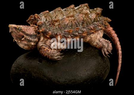 Alligator Schnappschildkröte (Macrochelys Temminckii) Stockfoto