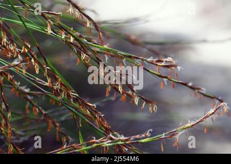 Stängel und Blüten der australischen Ureinwohner Thick Twist Rush, Caustis pentandra, Familie Cyperaceae. Hohe, holperige, mehrjährige Sedge Stockfoto