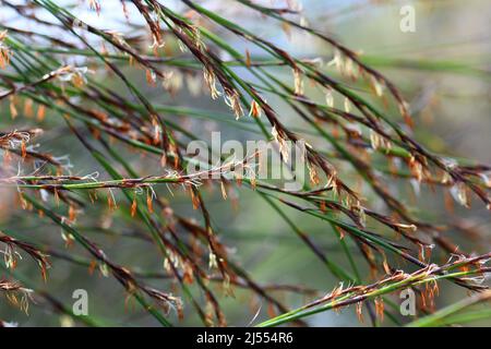 Stängel und Blüten der australischen Ureinwohner Thick Twist Rush, Caustis pentandra, Familie Cyperaceae. Hohe, holperige, mehrjährige Sedge Stockfoto