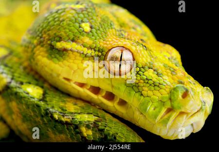 Nördliche Grüne Baum-Python (Morelia azurea) Stockfoto