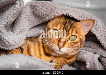 Die Schnauze einer wärmenden Bengalkatze guckelt unter einer gemütlichen Decke hervor. Stockfoto