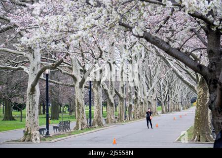 Eine asiatisch-amerikanische Frau fotografiert Apfelblüten und Kirschblüten im Flushing Meadows Corona Park in Queens, New York City. Stockfoto