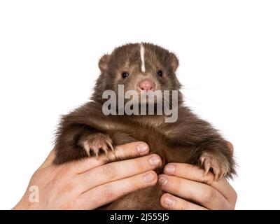 Niedliches klassisches Braun mit weißem Streifen, junger Skunk aka Mephitis Mephitis, der in menschlichen Händen gehalten wird. Blick direkt auf die Kamera. Isoliert auf einem weißen Stockfoto