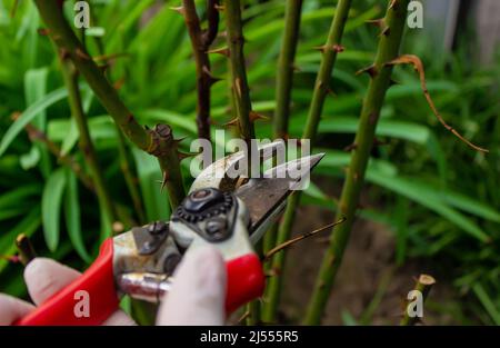 Nahaufnahme von Gärtnern in Schutzhandschuhen mit einem Gartenscherer, der den Frühlingsschnitt eines Rosenbusches vornahm. Selektiver Fokus Stockfoto