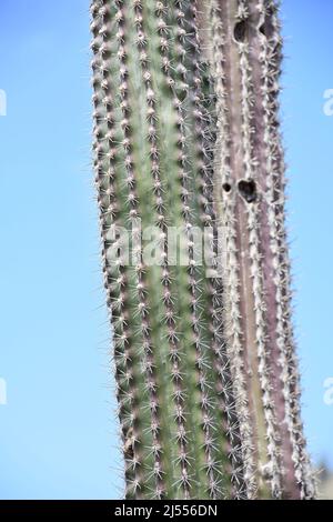 Wüste mit einem langen dünnen Kaktus mit Stacheln symmetrisch entlang. Stockfoto