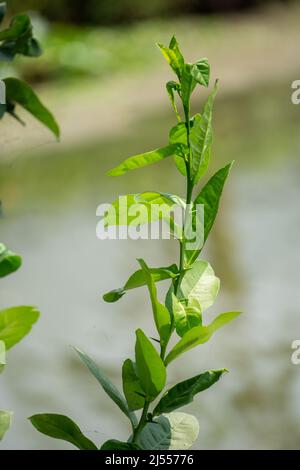 Zitronenblätter wiegen sich im Wind entlang des kleinen Flusses. In der Frühjahrssaison weht die Brise. Stockfoto