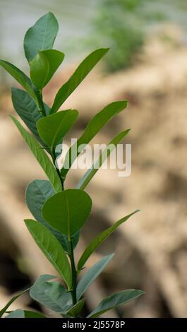 Junge Zitronenblätter wiegen sich im Wind. Zitronenblätter haben viele gesundheitliche Vorteile. Stockfoto