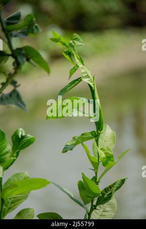 Zitronenblätter wiegen sich im Wind entlang des kleinen Flusses. In der Frühjahrssaison weht die Brise. Stockfoto