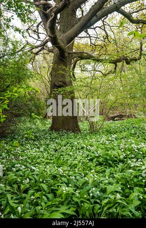 Bärlauch, Allium ursinum oder Ramsons, die in einem Norfolk-Holz wachsen. Stockfoto