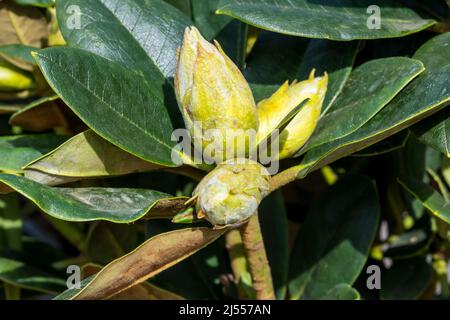 Große Blütenknospen von Rhododendron Yakushimanum „Lemon Dream“. Stockfoto