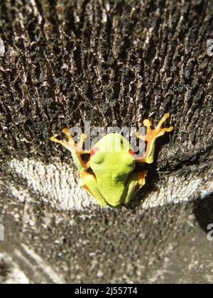 Nahaufnahme eines rotäugigen Baumfrosches (Agalychnis callidyas) an der Seite eines Baumes mit weißer und brauner Rinde Stockfoto