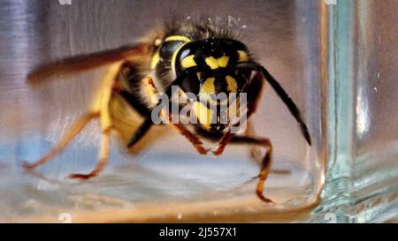 Braunschweig, Deutschland. 20. April 2022. Eine gewöhnliche Wespe (Vespula vulgaris) schaut aus einem Marmeladenglas, in dem sie gefangen wurde, um sie aus dem Haus zu holen und wieder freizugeben. Quelle: Stefan Jaitner/dpa/Alamy Live News Stockfoto