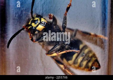 Braunschweig, Deutschland. 20. April 2022. Eine gewöhnliche Wespe (Vespula vulgaris) schaut aus einem Marmeladenglas, in dem sie gefangen wurde, um sie aus dem Haus zu holen und wieder freizugeben. Quelle: Stefan Jaitner/dpa/Alamy Live News Stockfoto