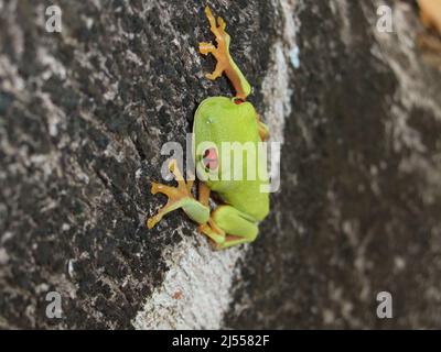 Kopfaufnahme eines rotäugigen Baumfrosches (Agalychnis callidyas) an der Seite eines Baumes mit weißer und brauner Rinde Stockfoto