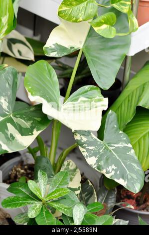 Alocasia, Alocasia macrorrhizos oder Alocasia Pflanze oder bicolor Alocasia oder bicolor Blatt Stockfoto