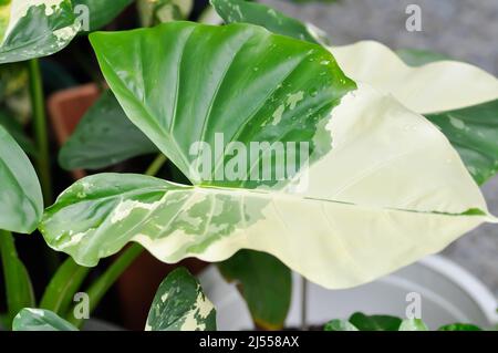 Alocasia, Alocasia macrorrhizos oder Alocasia Pflanze oder bicolor Alocasia oder bicolor Blatt Stockfoto