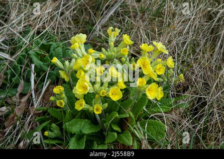 Gelbe Primeln in Blüte im frühen Frühjahr Stockfoto