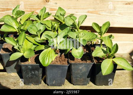 Sämlinge von Saubohnen in Töpfen. Stockfoto