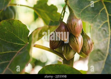 Einige Tamarillos wachsen in der Pflanze. Stockfoto