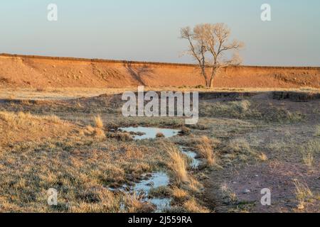 Bach und ein einsamer Baum im nördlichen Grünland von Colorado, frühe Frühlingslandschaft im Soapstone-Naturgebiet in der Nähe von Fort Collins Stockfoto