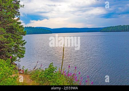 Shiroka Polyana ist ein Stausee in den westlichen Rhodopen in Bulgarien, inmitten eines Waldes mit alten Kiefern. Stockfoto